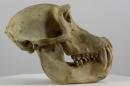 Gelada  - Theropithecus gelada