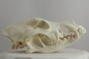 German shepherd  - Canis lupus familiaris