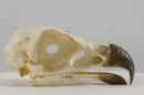 Golden eagle (subadult) - Aquila chrysaetos