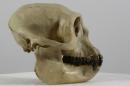 Gray langur  - Semnopithecus entellus