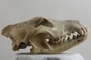 Gray wolf  - Canis lupus