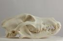 Groenendael dog  - Canis lupus familiaris
