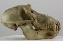 Guinea baboon  - Papio papio