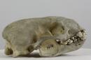 Honey badger  - Mellivora capensis