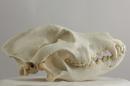 Labrador retriever  - Canis lupus familiaris
