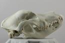 Landseer  - Canis lupus familiaris