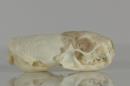 Least weasel  - Mustela nivalis