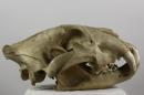 Lion ssp. melanochaita - Panthera leo melanochaita
