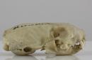 Middle Russian stoat (♂) - Mustela erminea aestiva