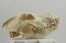 Newfoundland  - Canis lupus familiaris