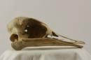 Ostrich  - Struthio camelus