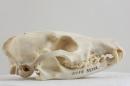 Pampas fox  - Lycalopex gymnocercus