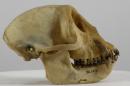 Patas monkey  - Erythrocebus patas