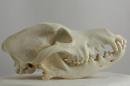 Pointer  - Canis lupus familiaris