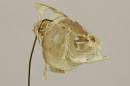 Prussian carp  - Carassius gibelio