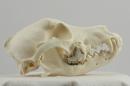 Puli  - Canis lupus familiaris