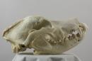 Pyrenean mastiff  - Canis lupus familiaris
