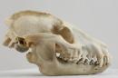 Raccoon dog  - Nyctereutes procyonoides