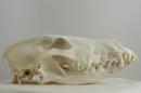 Rough collie  - Canis lupus familiaris