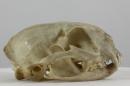 Serval (ssp. serval)  - Leptailurus serval serval