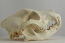 Shar pei  - Canis lupus familiaris