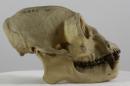 Siamang  - Symphalangus syndactylus