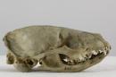 Small Indian civet  - Viverricula indica