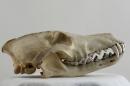 Southeastern coyote  - Canis latrans frustor
