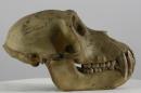 Southern pig-tailed macaque  - Macaca nemestrina