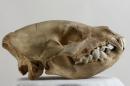 Spotted hyena  - Crocuta crocuta