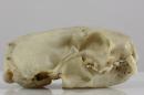 Steppe polecat (♀) - Mustela eversmanii