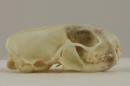 Stoat  - Mustela erminea