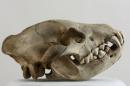 Striped hyena  - Hyaena hyaena