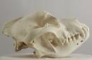 Tosa (♂) - Canis lupus familiaris