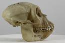 Uganda mangabey (♀) - Lophocebus ugandae