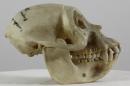 Uganda mangabey (♂) - Lophocebus ugandae