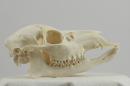 Water deer (♀) - Hydropotes inermis