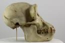 Western chimpanzee  - Pan troglodytes verus