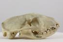 White-tailed mongoose  - Ichneumia albicauda