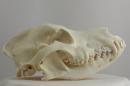 White shepherd  - Canis lupus familiaris
