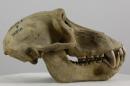 Yellow baboon (ssp. cynocephalus)  - Papio cynocephalus cynocephalus